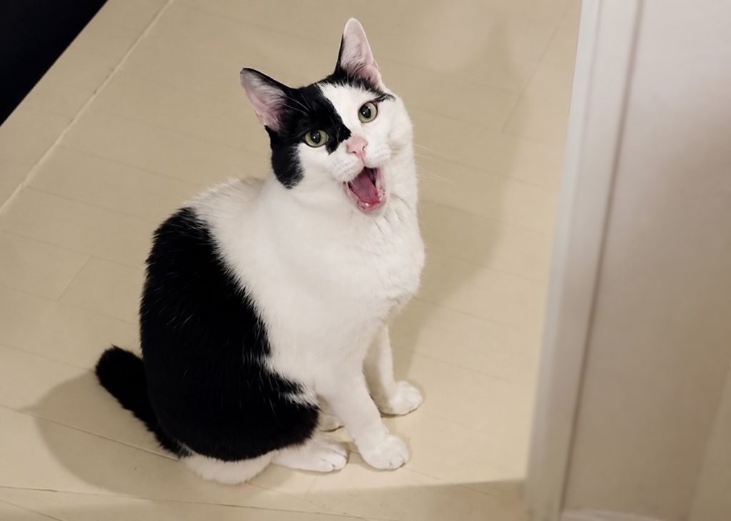 お風呂上がり、出待ちの理由。お風呂上がり、出待ちの理由。保護猫 えいた
