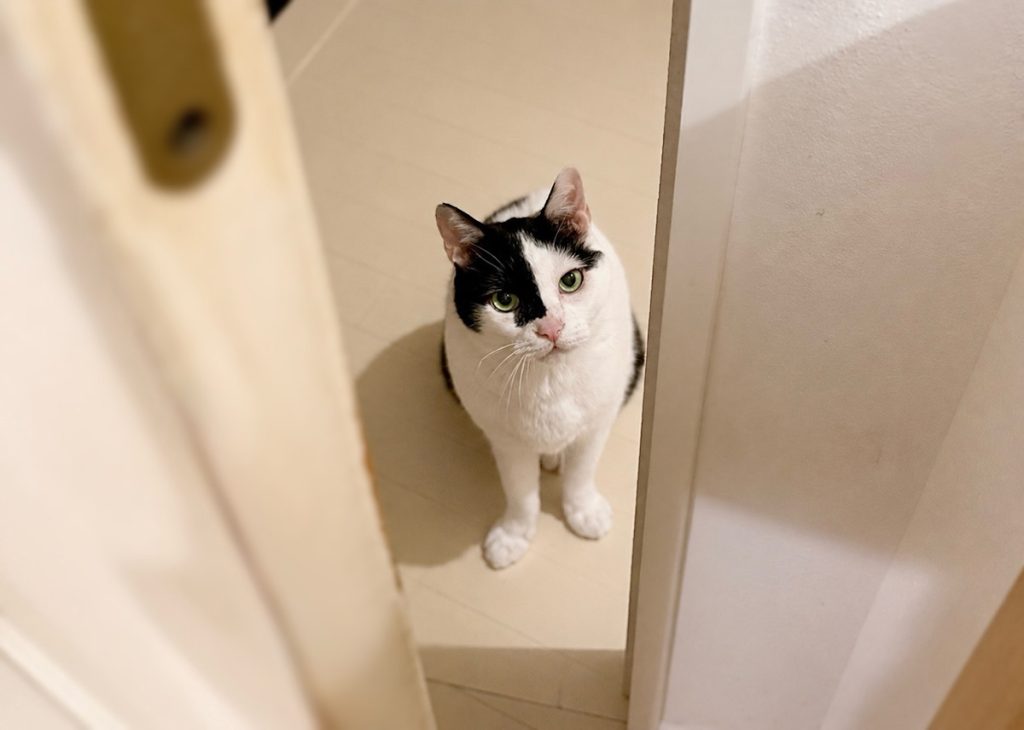 お風呂上がり、出待ちの理由。お風呂上がり、出待ちの理由。保護猫 えいた