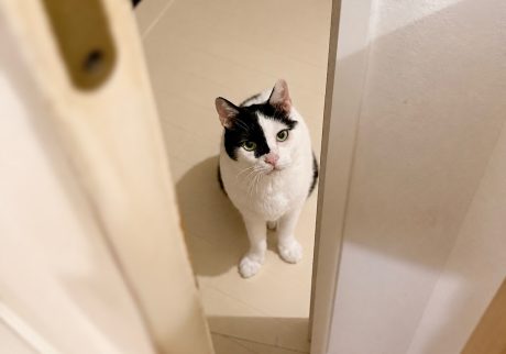 お風呂上がり、出待ちの理由。お風呂上がり、出待ちの理由。保護猫 えいた