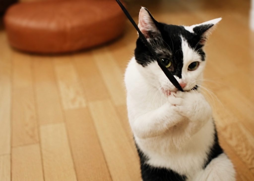 小さな怪獣時代。保護猫 えいた