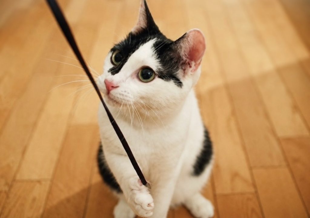 小さな怪獣時代。保護猫 えいた