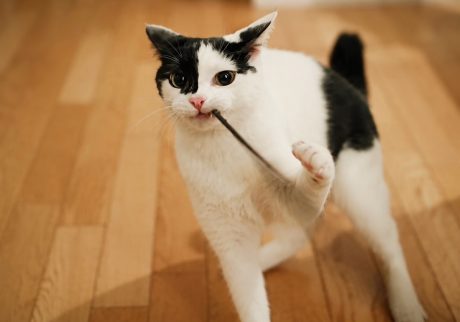 小さな怪獣時代。保護猫 えいた