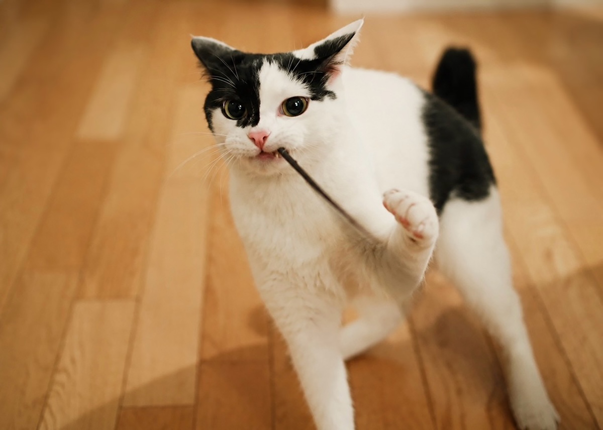 小さな怪獣時代。【〈LOISIR〉デザイナー・前田敬子による、保護猫・えいたと暮らす日常。 vol.102】