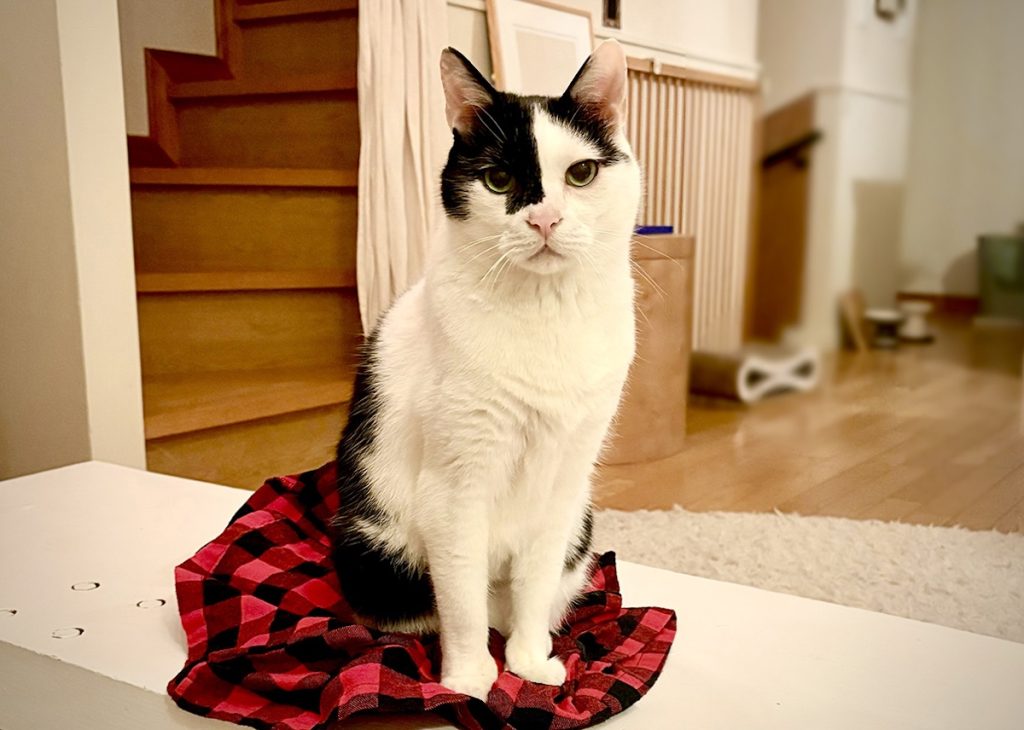 小さな怪獣時代。保護猫 えいた