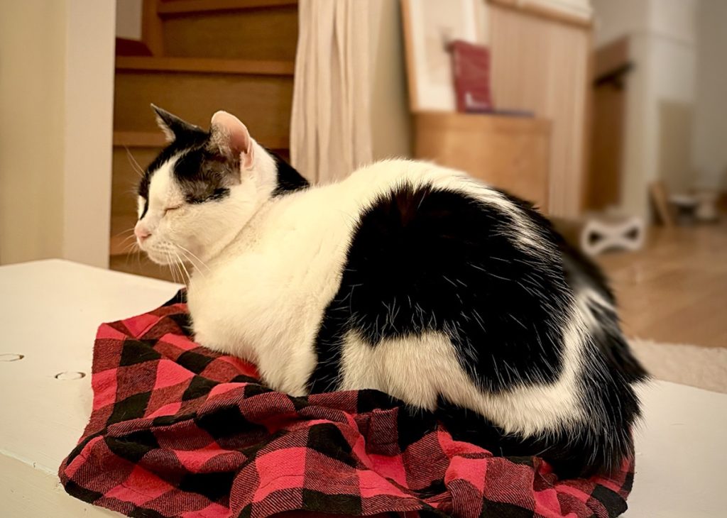 小さな怪獣時代。保護猫 えいた
