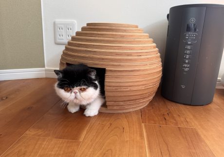 ヤドカリではないのよ。おちょこ エキゾチックショートヘア | ちろり「見て、あたしヤドカリみたいでしょう？ あたし専用のおうち“ちろりハウス”よ♪」