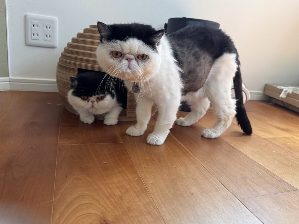 ヤドカリではないのよ。おちょこ エキゾチックショートヘア | おちょこ「お父ちゃんも入りたいな」 ちろり「貸してあげてもいいけど、お父ちゃん大きいから入れないでしょ？笑」 おちょこ「そうだった。僕入れないんだった。ぽのぽの(涙)」
