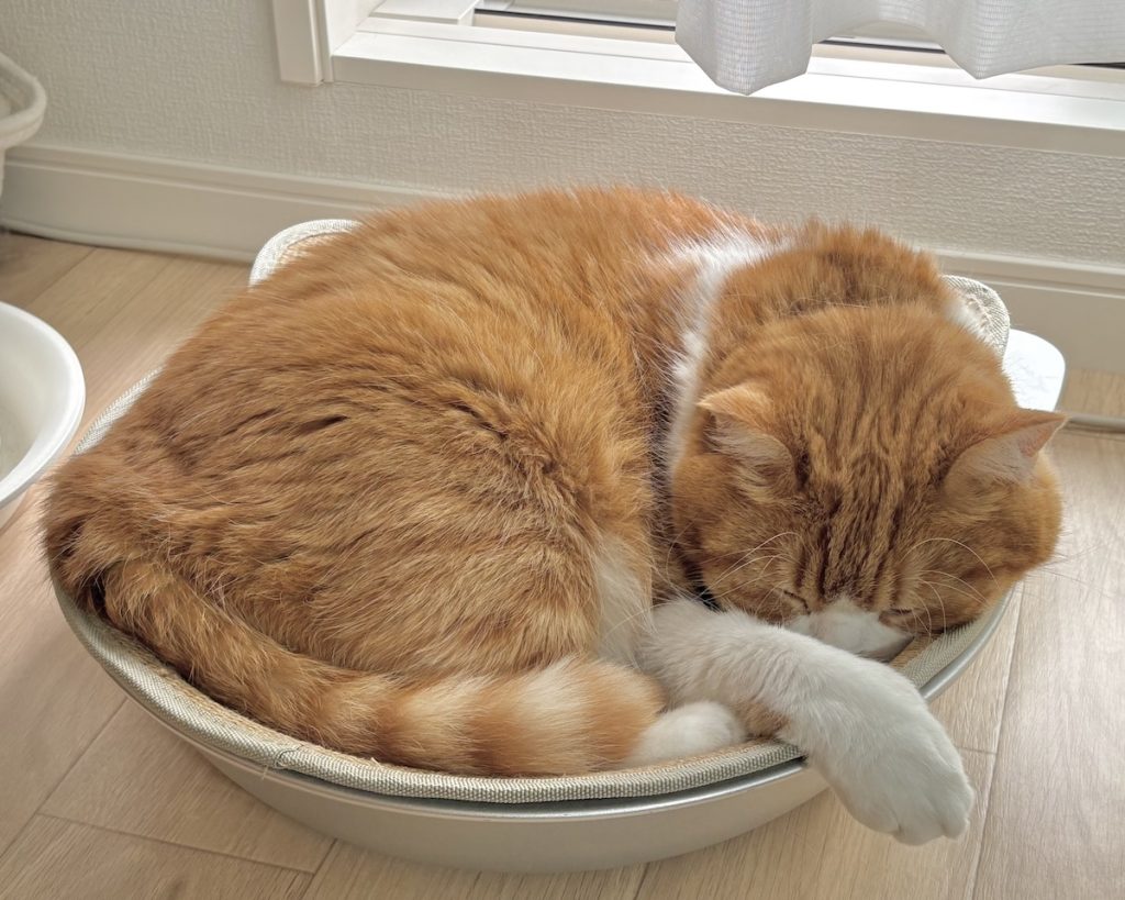 顔に寝癖？ハチワレ とろろ | すやすや……。ねこ鍋でお昼寝中。zzz
