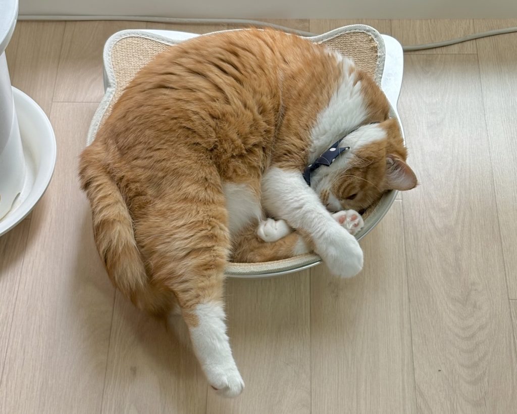 顔に寝癖？ハチワレ とろろ | ふぅ、よく寝た……。