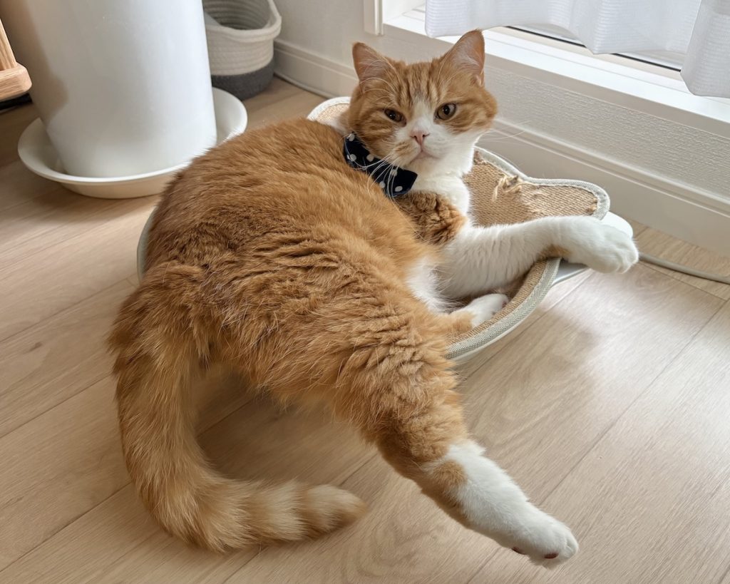 顔に寝癖？　ハチワレ とろろ | とろろ「飼い主さん、おはよ」 飼い主「とろちゃん、お顔に寝癖ついてるよ！」