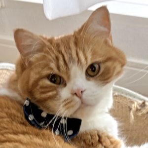 顔に寝癖？　ハチワレ とろろ | とろろ「えっ、そんなに！？」左頬リフトアップ！！