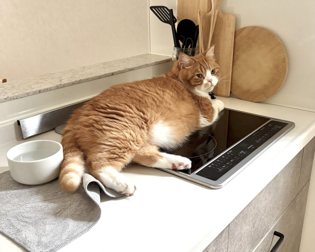 ひんやり気持ちいい、夏の定位置。ハチワレ とろろ | 飼い主「とろちゃん、IHの上で何してるの？」