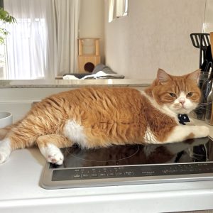 ひんやり気持ちいい、夏の定位置。ハチワレ とろろ | とろろ「今日も暑いから、からだを冷やしてるんだよ！」