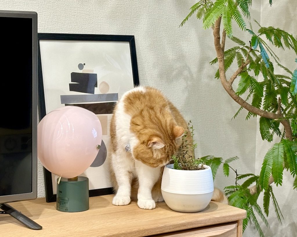 グリーンのチェックもお仕事です。ハチワレ とろろ | こっちはどうかな？