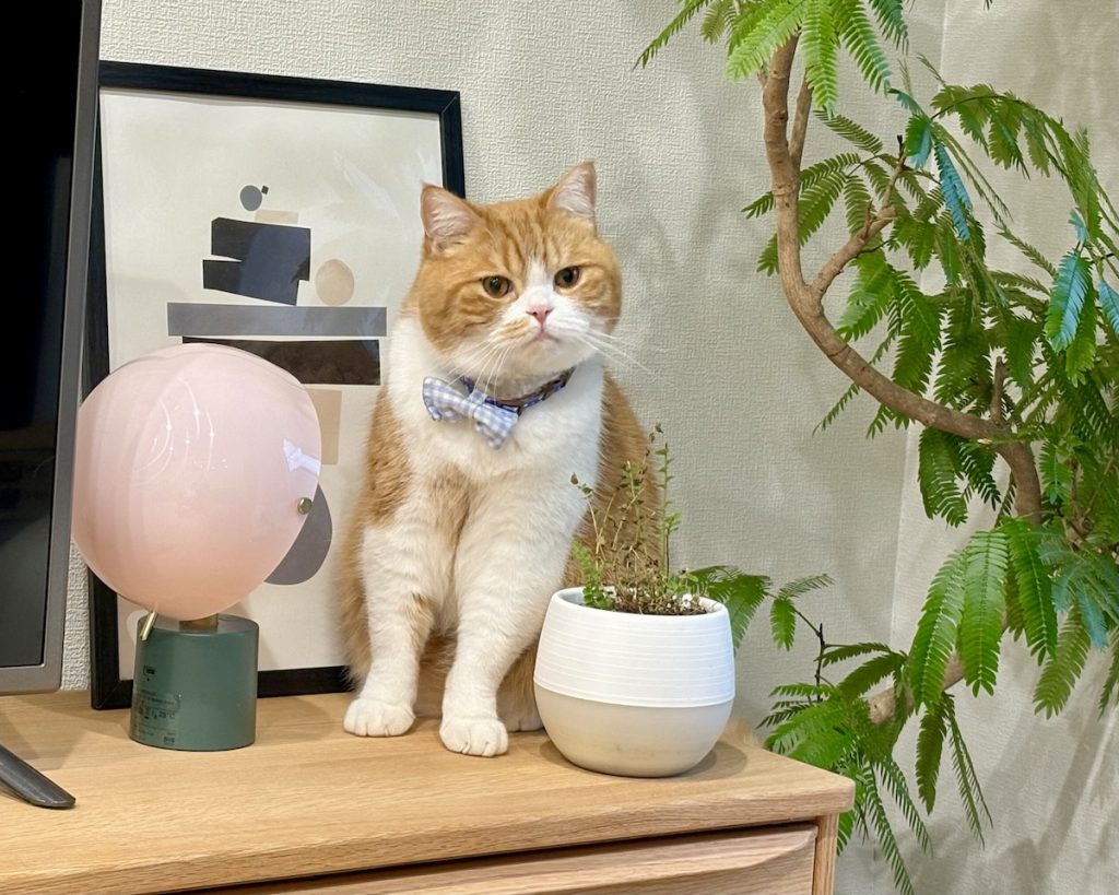 グリーンのチェックもお仕事です。ハチワレ とろろ | ちょっと枯れてる気がする……。