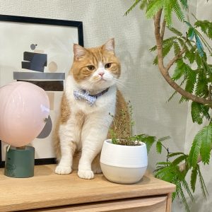 グリーンのチェックもお仕事です。ハチワレ とろろ | ちょっと枯れてる気がする……。