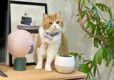 グリーンのチェックもお仕事です。ハチワレ とろろ | ちょっと枯れてる気がする……。