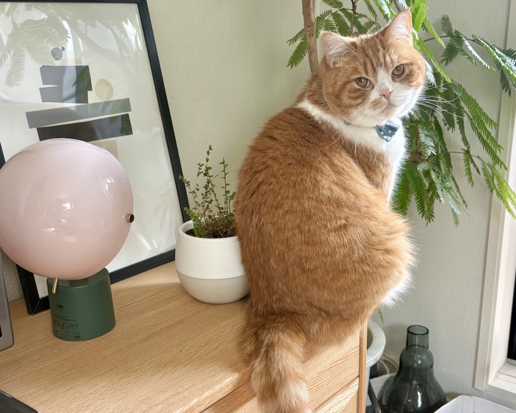 グリーンのチェックもお仕事です。ハチワレ とろろ | 飼い主さん、ちゃんとお水あげてね！ 僕、毎日チェックしてるんだから。