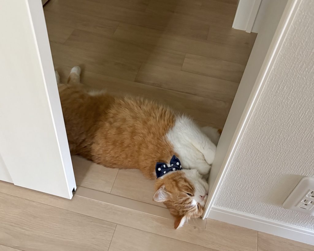 ドアを閉めるの、ちょっと待った！ハチワレ とろろ | 飼い主「とろちゃん、ここはドアに挟まって危ないよ！」