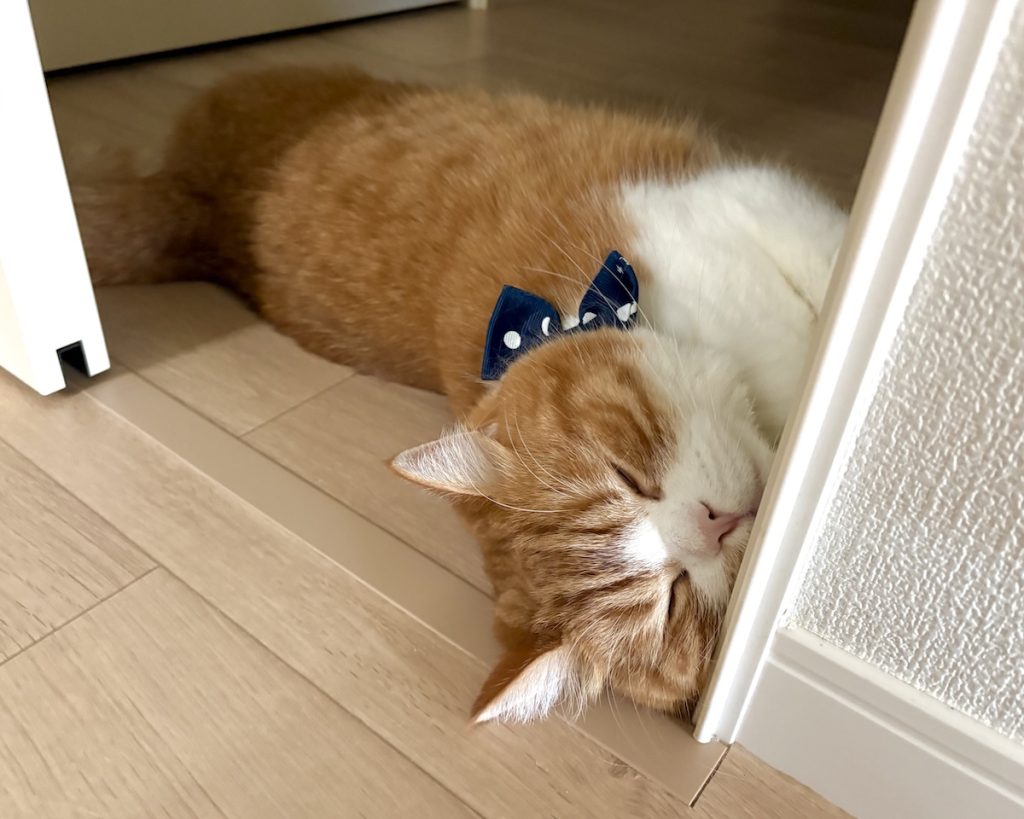 ドアを閉めるの、ちょっと待った！ハチワレ とろろ | とろろ「ねこは毛皮が暑くて大変なんだよ」すりすり……。