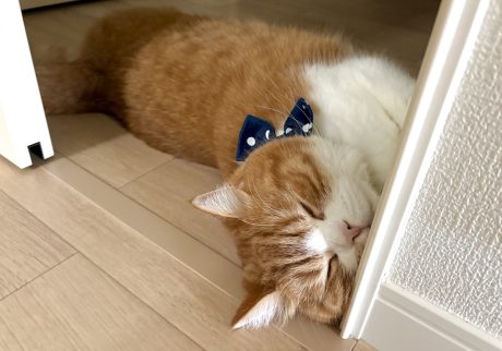 ドアを閉めるの、ちょっと待った!ハチワレ とろろ | とろろ「ねこは毛皮が暑くて大変なんだよ」すりすり……。 ドアを閉めるの、ちょっと待った!ハチワレ とろろ | とろろ「ねこは毛皮が暑くて大変なんだよ」すりすり……。