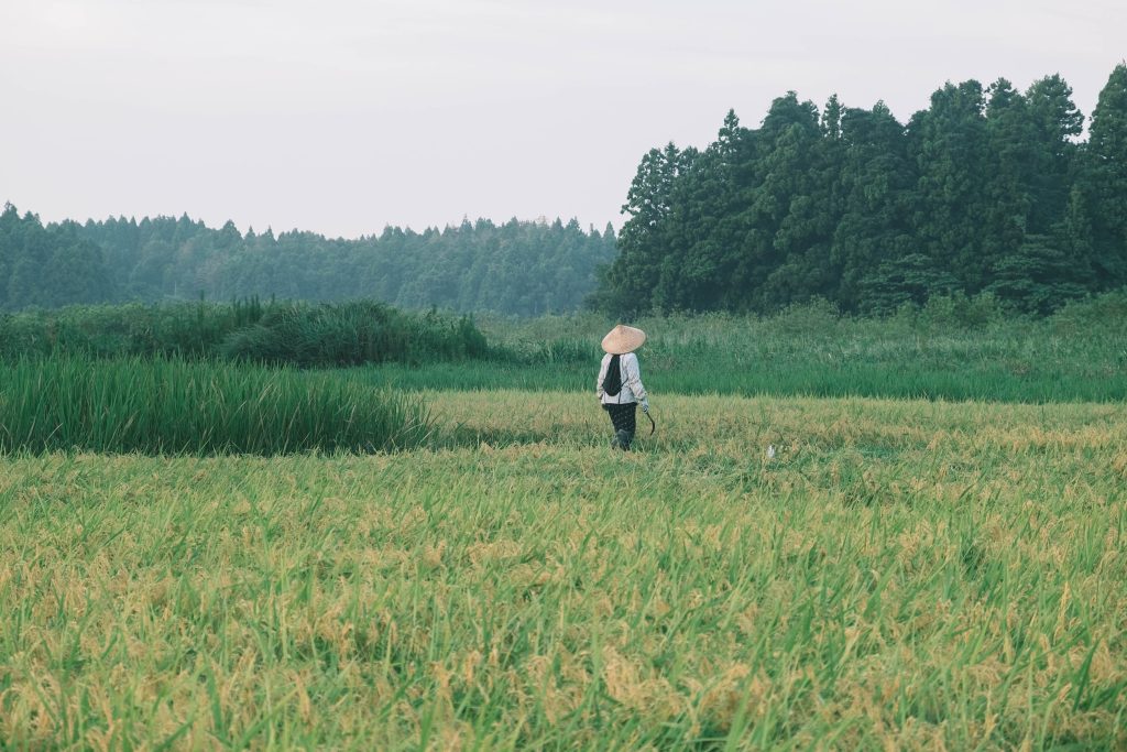 稲刈りの日の様子。夏、汗と涙のノトヒカリ。〈春夏秋冬、能登めぐり〉写真と文：小川紗良 (アーティスト) #2 | 稲刈りの日の様子。