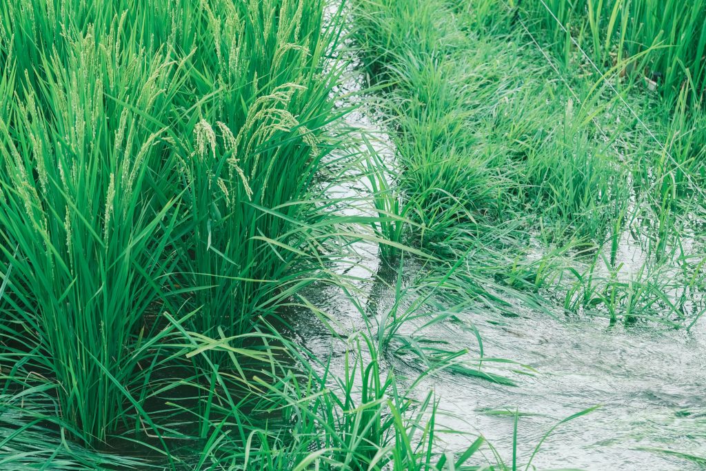 田んぼに流れ込む水。夏、汗と涙のノトヒカリ。〈春夏秋冬、能登めぐり〉写真と文：小川紗良 (アーティスト) #2 | 田んぼに流れ込む水。