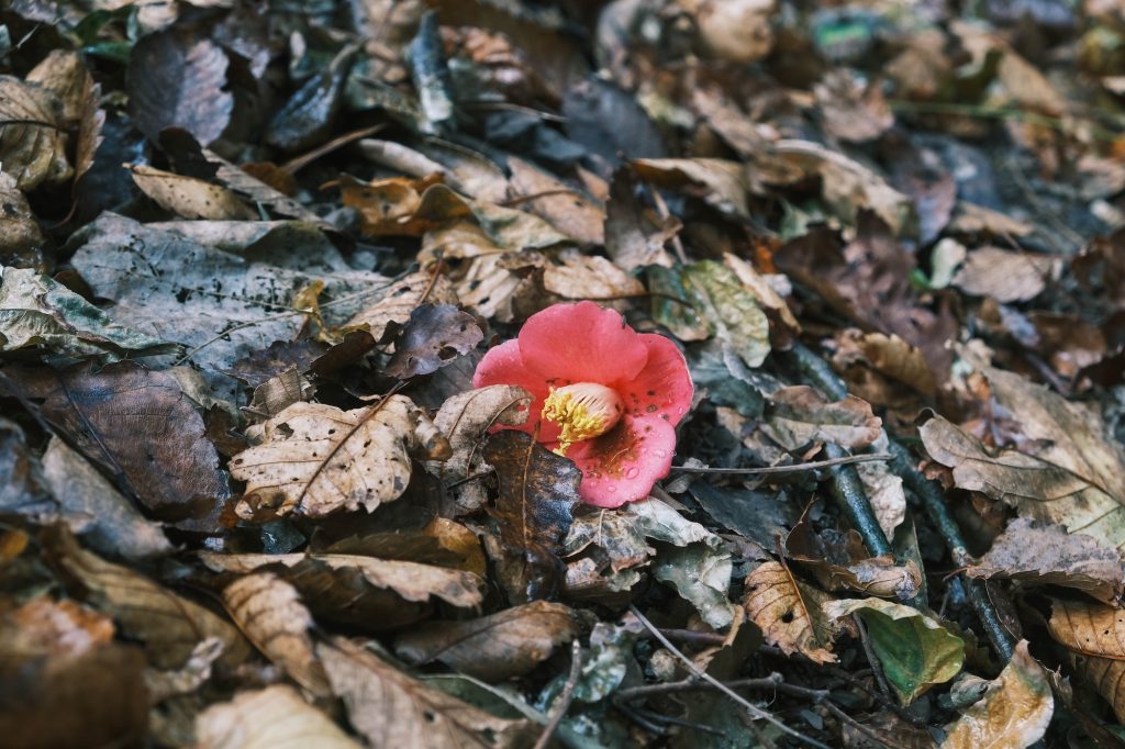 足元にきれいに落ちていた椿の花。秋、水の流れをたどって。〈春夏秋冬、能登めぐり〉写真と文：小川紗良 (アーティスト) #3 | 足元にきれいに落ちていた椿の花。