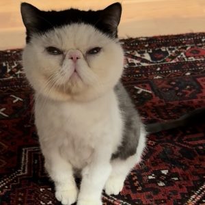 みなさんに、うれしいご報告。おちょこ エキゾチックショートヘア