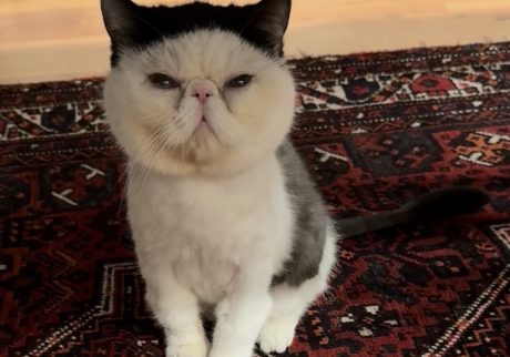 みなさんに、うれしいご報告。おちょこ エキゾチックショートヘア
