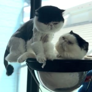 娘がかわいいから許すけど……。おちょこ エキゾチックショートヘア