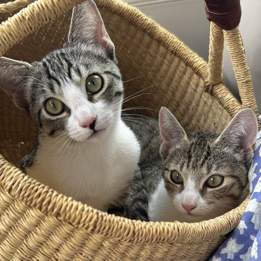 ハワイからやってきたニウとヒナ。デザイナー・酒井景都のねことの暮らし #1
