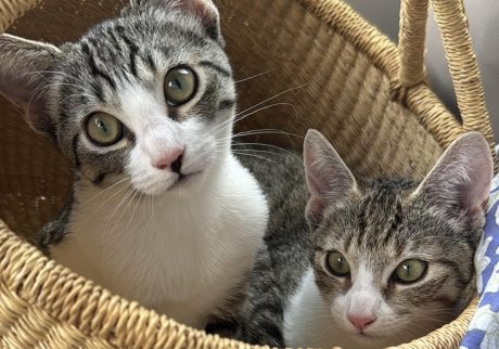 ハワイからやってきたニウとヒナ。デザイナー・酒井景都のねことの暮らし #1