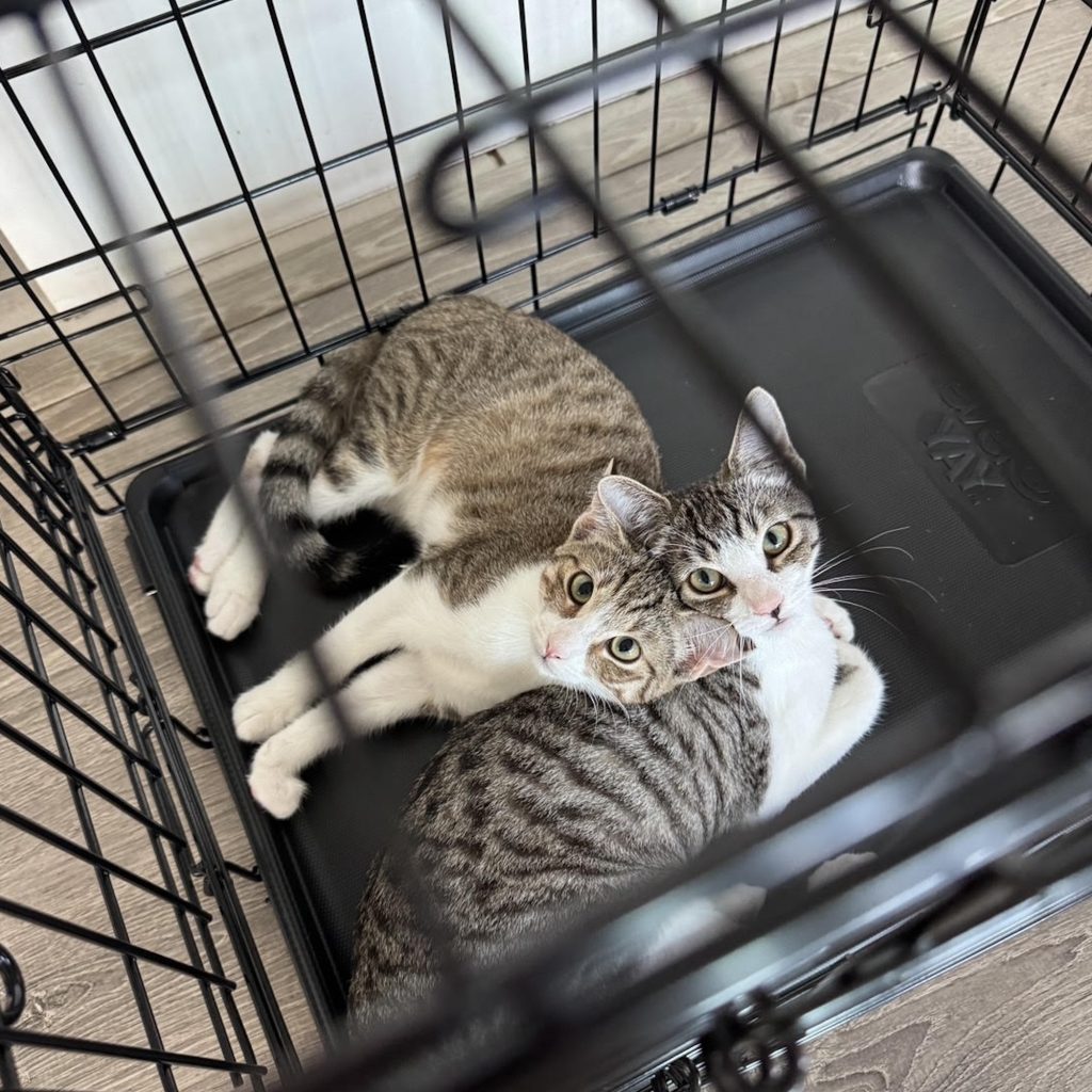 ハワイからやってきたニウとヒナ。デザイナー・酒井景都のねことの暮らし #1
