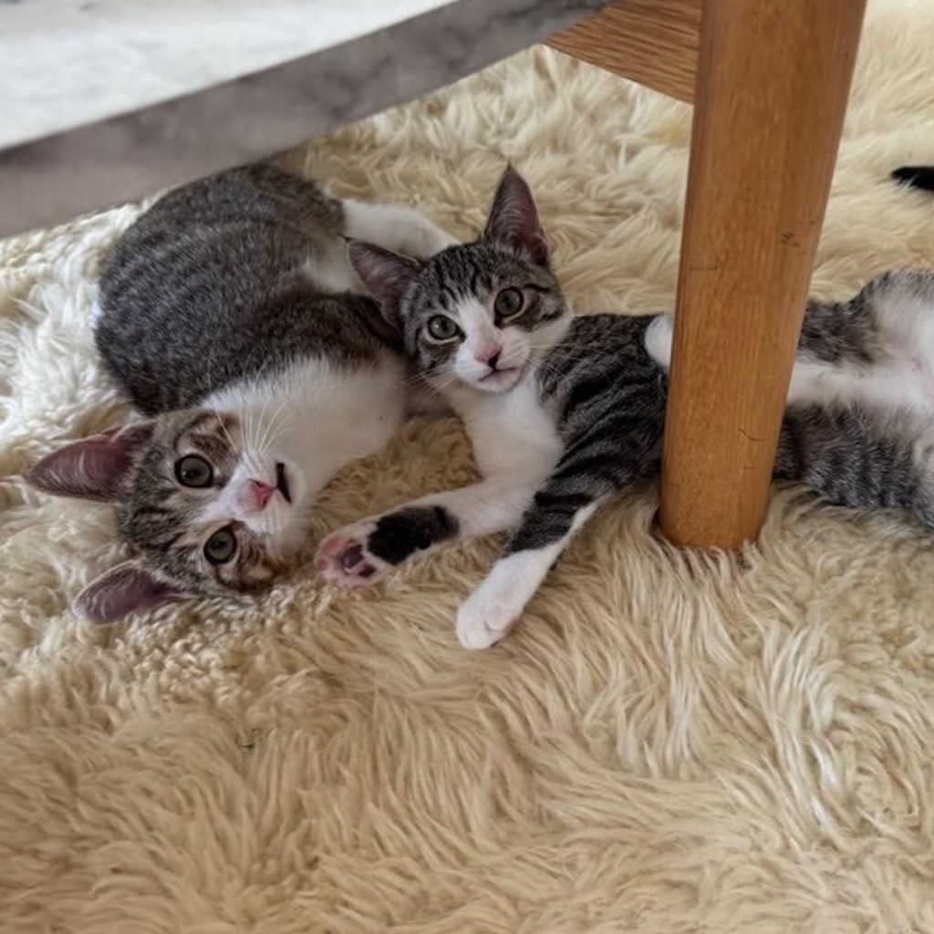 ハワイからやってきたニウとヒナ。デザイナー・酒井景都のねことの暮らし #1