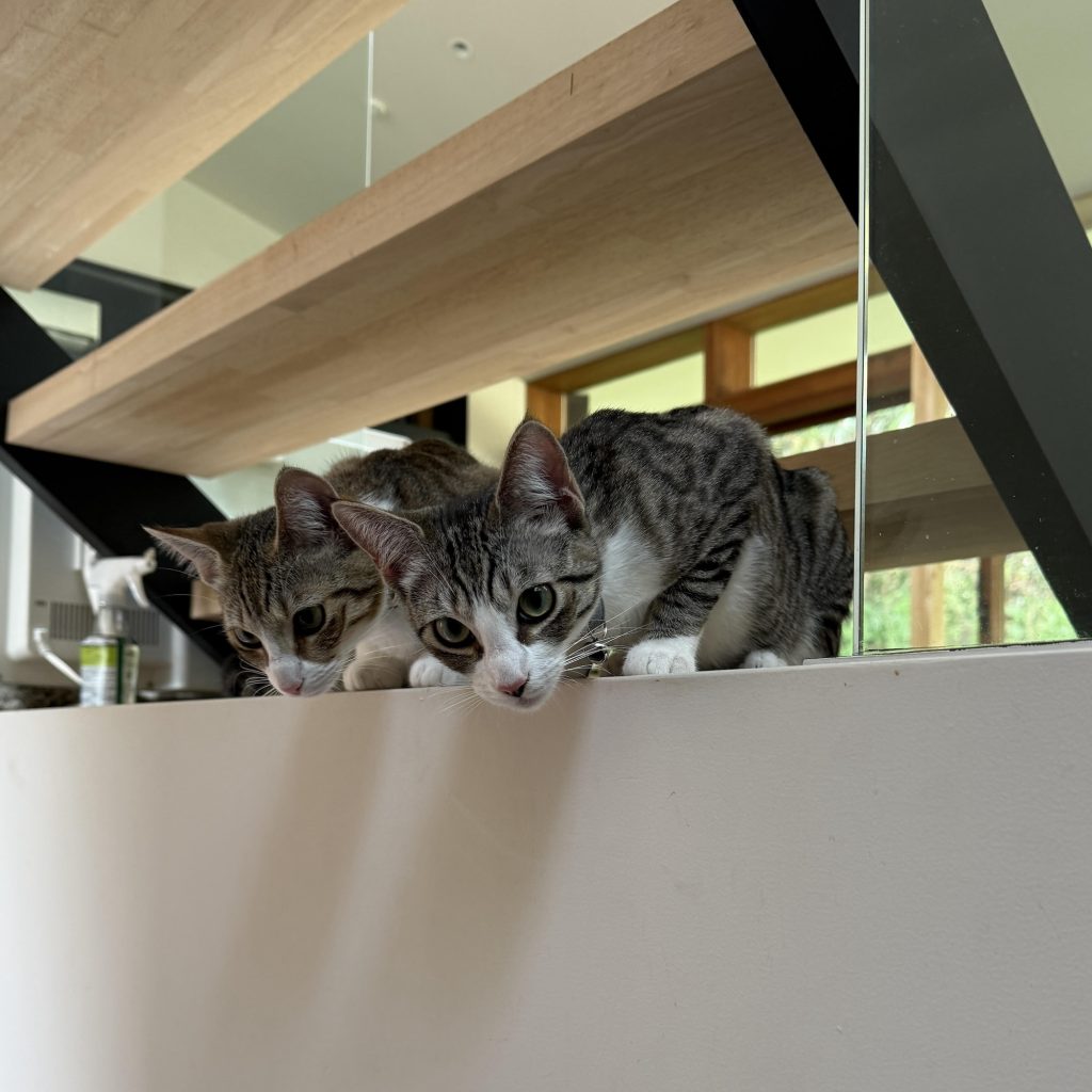 一心同体、恋人のようなニウとヒナ。モデル・デザイナー 酒井景都のねことの暮らし #2