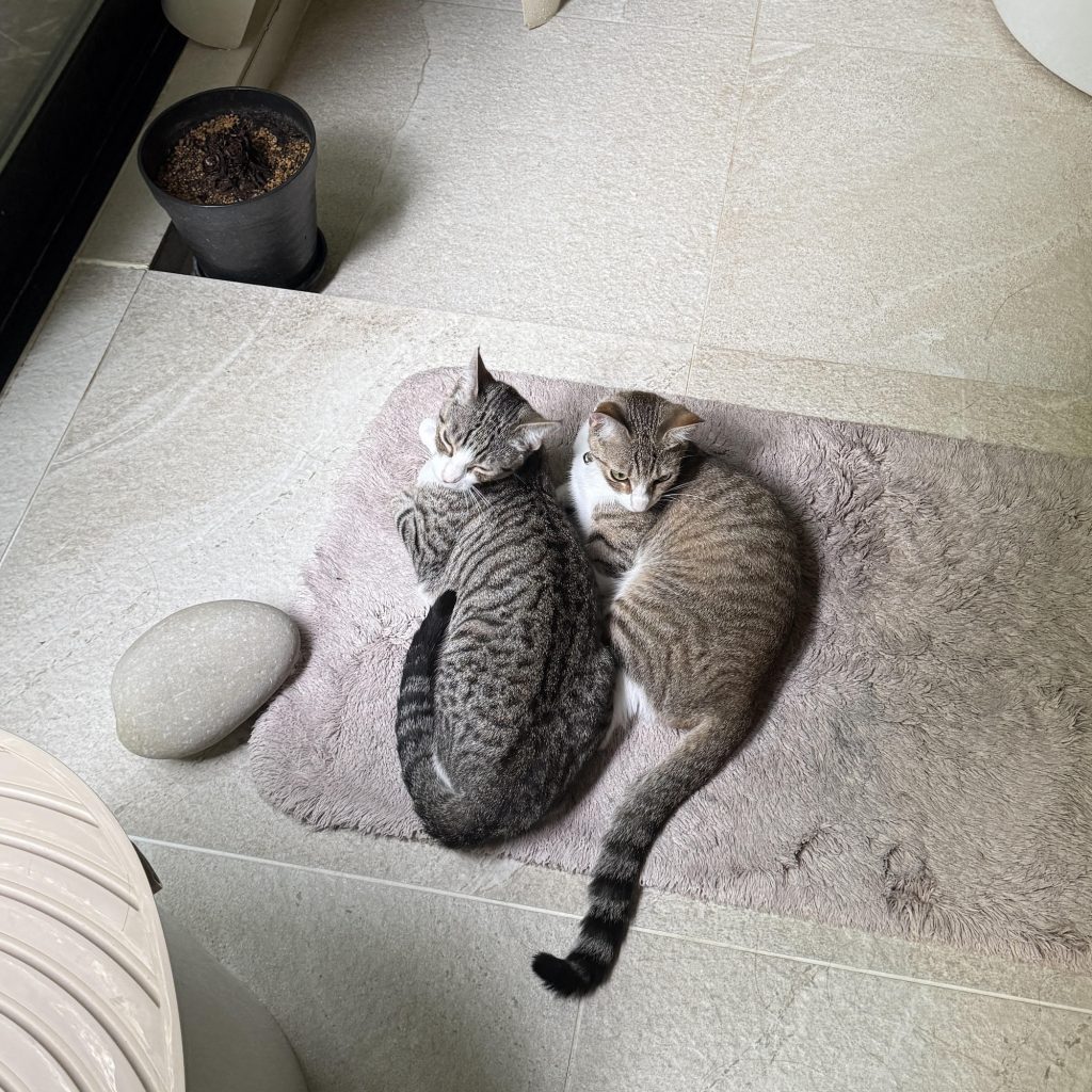 一心同体、恋人のようなニウとヒナ。モデル・デザイナー 酒井景都のねことの暮らし #2
