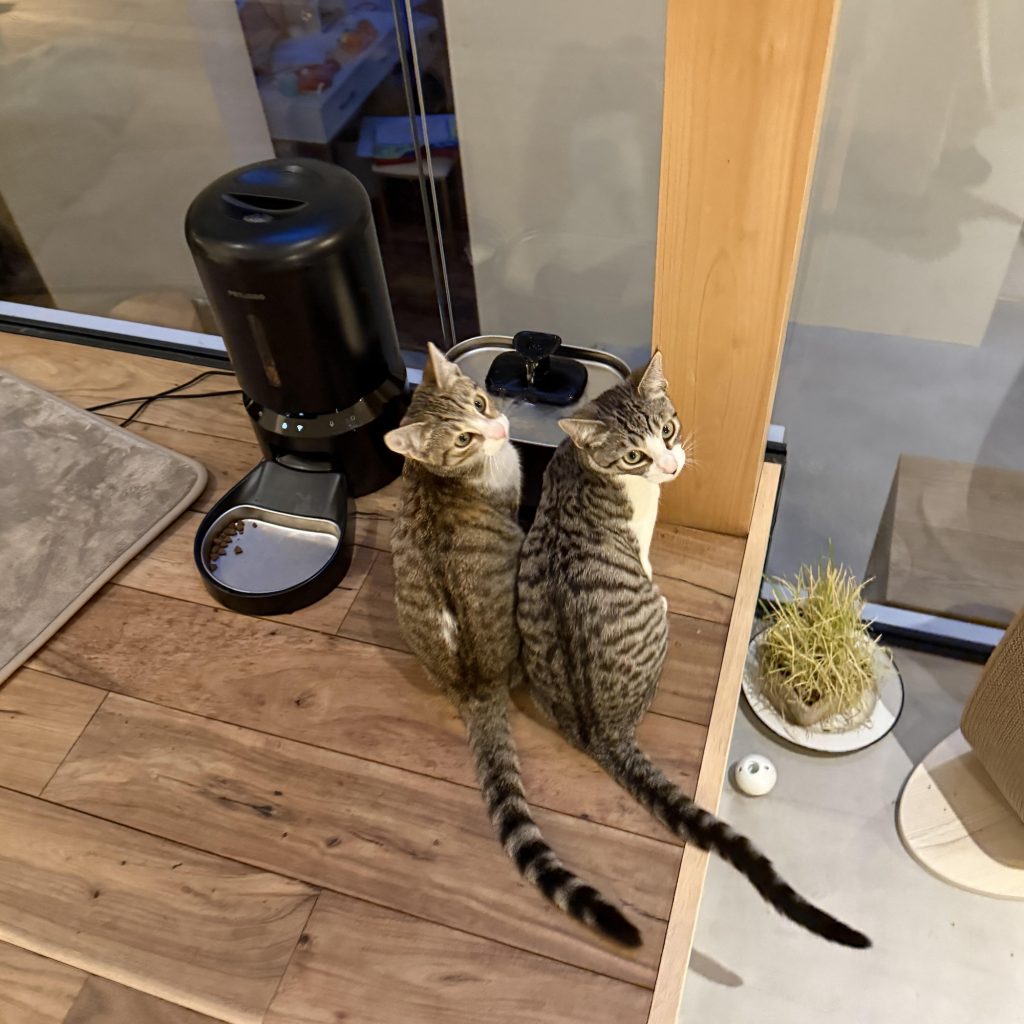 一心同体、恋人のようなニウとヒナ。モデル・デザイナー 酒井景都のねことの暮らし #2