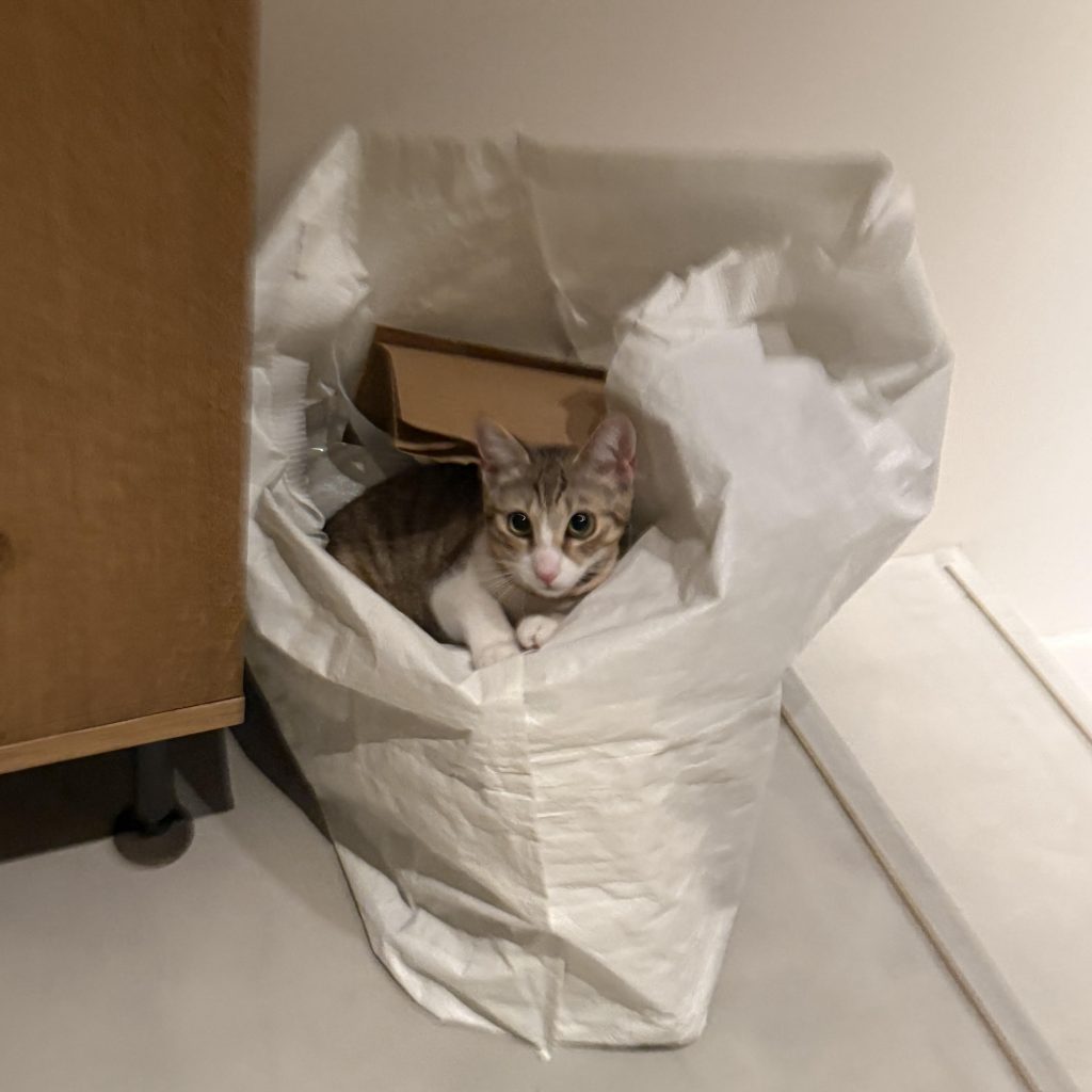 穴があったら2秒で入るニウ。モデル・デザイナー 酒井景都のねことの暮らし #3 穴があったら2秒で入るニウ。モデル・デザイナー 酒井景都のねことの暮らし #3