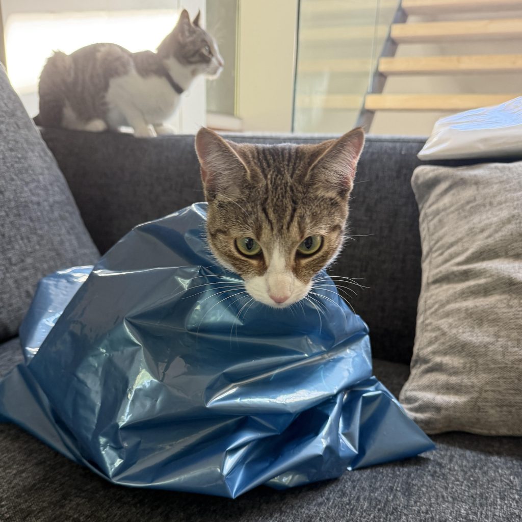 穴があったら2秒で入るニウ。モデル・デザイナー 酒井景都のねことの暮らし #3 穴があったら2秒で入るニウ。モデル・デザイナー 酒井景都のねことの暮らし #3