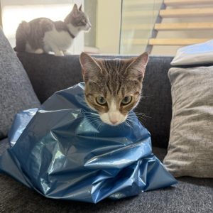 穴があったら2秒で入るニウ。モデル・デザイナー 酒井景都のねことの暮らし #3