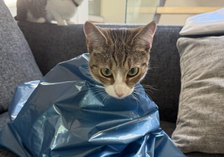 穴があったら2秒で入るニウ。モデル・デザイナー 酒井景都のねことの暮らし #3 穴があったら2秒で入るニウ。モデル・デザイナー 酒井景都のねことの暮らし #3