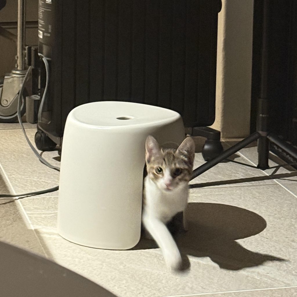 穴があったら2秒で入るニウ。モデル・デザイナー 酒井景都のねことの暮らし #3 穴があったら2秒で入るニウ。モデル・デザイナー 酒井景都のねことの暮らし #3