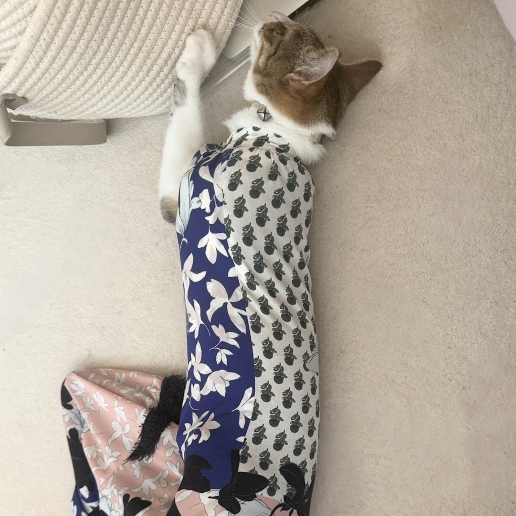 穴があったら2秒で入るニウ。モデル・デザイナー 酒井景都のねことの暮らし #3 穴があったら2秒で入るニウ。モデル・デザイナー 酒井景都のねことの暮らし #3