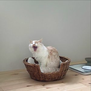 トキオくんとの日々。スタイリスト・岡尾美代子のねことの暮らし #4