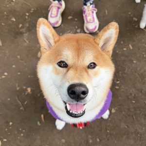 おやつミーテインングは最大のコミュニケーションなんです。柴犬子犬ハルのワンダフルライフ