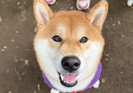 おやつミーテインングは最大のコミュニケーションなんです。柴犬子犬ハルのワンダフルライフ