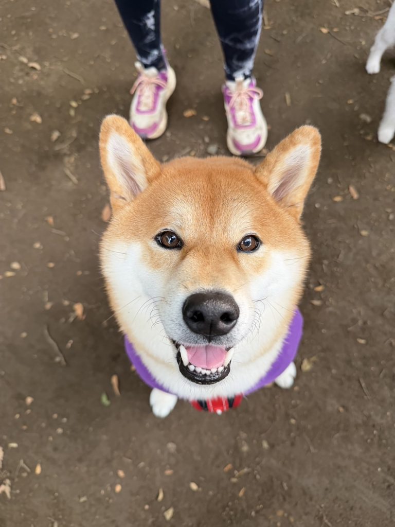 おやつミーテインングは最大のコミュニケーションなんです。柴犬子犬ハルのワンダフルライフ