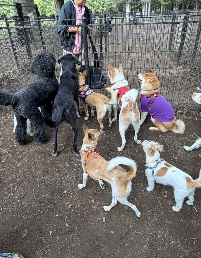 おやつミーテインングは最大のコミュニケーションなんです。柴犬子犬ハルのワンダフルライフ
