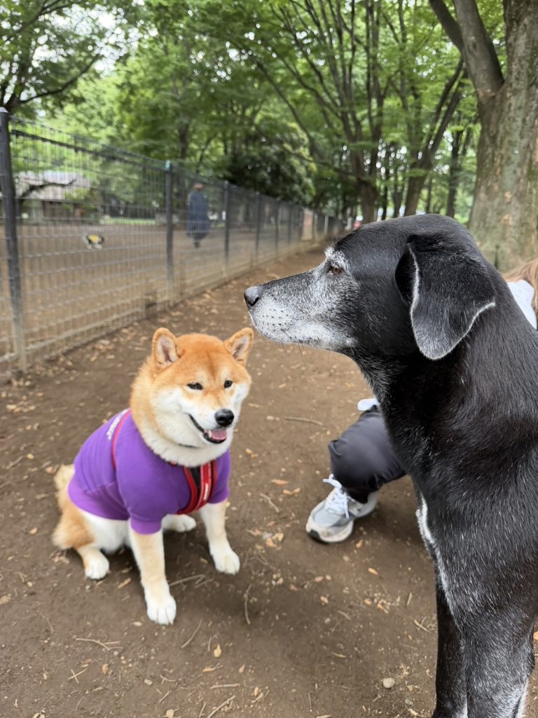 おやつミーテインングは最大のコミュニケーションなんです。柴犬子犬ハルのワンダフルライフ